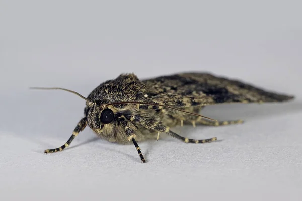 スベンソンの銅シタバガ蛾のマクロ写真 — ストック写真