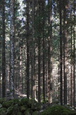 Yaz İsveç orman manzaraya