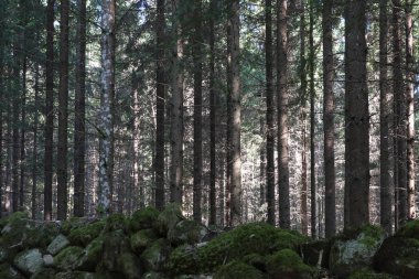 Yaz İsveç orman manzaraya