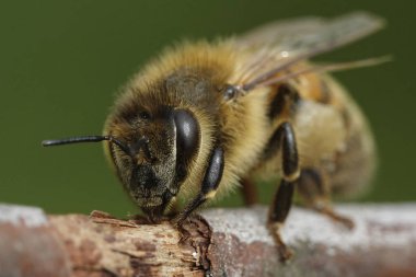 Doğal habitatları Danimarka Avrupa bal arısı makro fotoğraf