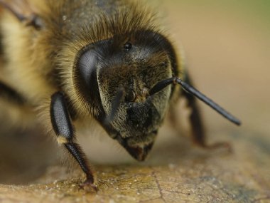 Doğal habitatları Danimarka Avrupa bal arısı makro fotoğraf