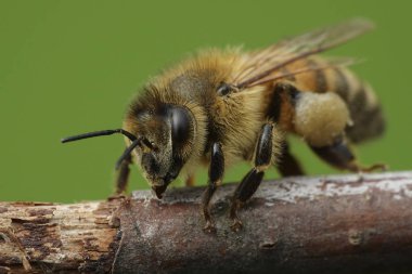 Doğal habitatları Danimarka Avrupa bal arısı makro fotoğraf