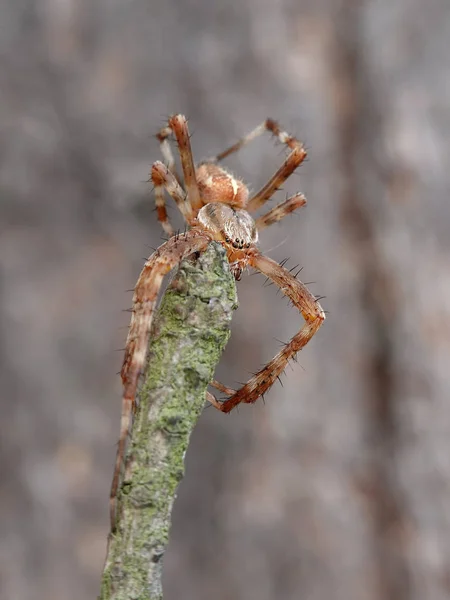 Makro Foto Cross Spindel Araneus Diadematus — Stockfoto