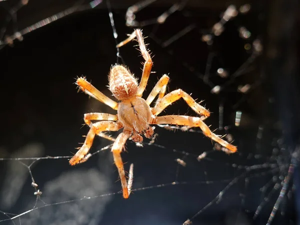 Makroaufnahme Einer Kreuzspinne Araneus Diadematus — Stockfoto