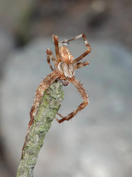 Makro Foto Cross Spindel Araneus Diadematus — Stockfoto