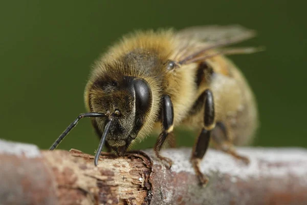 Foto Macro Abeja Melífera Europea Hábitat Natural Dinamarca — Foto de Stock