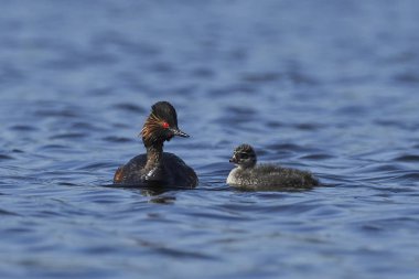 Danimarka 'daki doğal ortamında siyah boyunlu yunus balığı