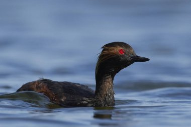 Danimarka 'daki doğal ortamında siyah boyunlu yunus balığı