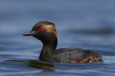Danimarka 'daki doğal ortamında siyah boyunlu yunus balığı