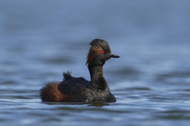 Danimarka 'daki doğal ortamında siyah boyunlu yunus balığı