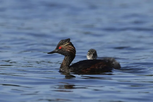 Grebe Černým Krkem Svém Přirozeném Prostředí Dánsku — Stock fotografie