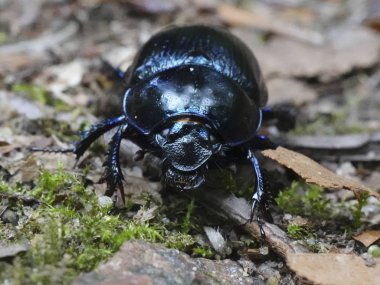 Doğal habitatları Danimarka Dor Beetle