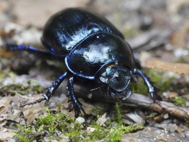 Doğal habitatları Danimarka Dor Beetle