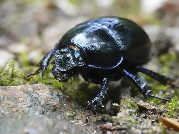 デンマークの自然な生息地の Dor カブトムシ — ストック写真