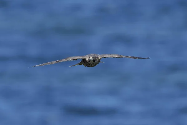 Falco Pellegrino Nel Suo Habitat Naturale Danimarca — Foto Stock