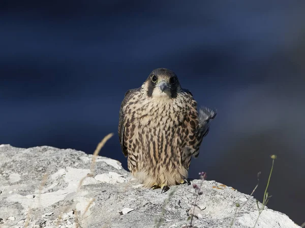 Peregrine Falcon Its Natural Habitat Denmark — Stock Photo, Image