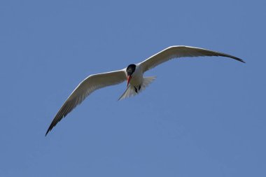 Hazar deniz kestanesi doğal habitatında, Danimarka 'da