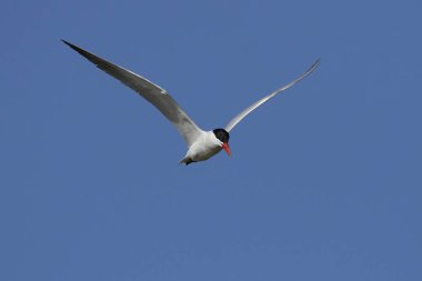 Hazar deniz kestanesi doğal habitatında, Danimarka 'da