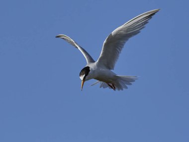 Doğal habitatları Danimarka'da küçük Sumru