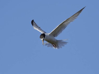 Doğal habitatları Danimarka'da küçük Sumru
