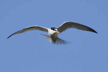 Doğal habitatları Danimarka'da küçük Sumru