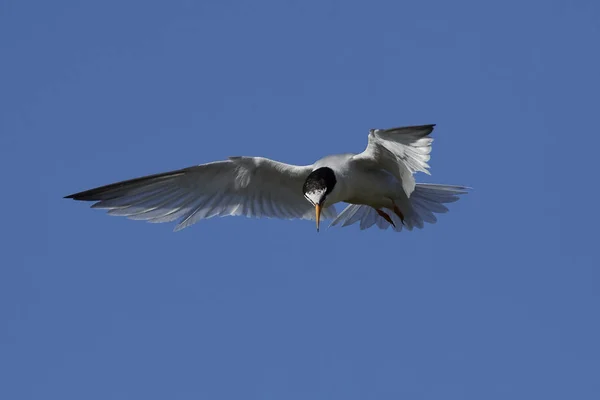 Pequena Tern Seu Habitat Natural Dinamarca — Fotografia de Stock