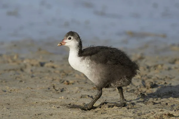 Jonge Euraziatische Meerkoet Lopen Zand Modder — Stockfoto