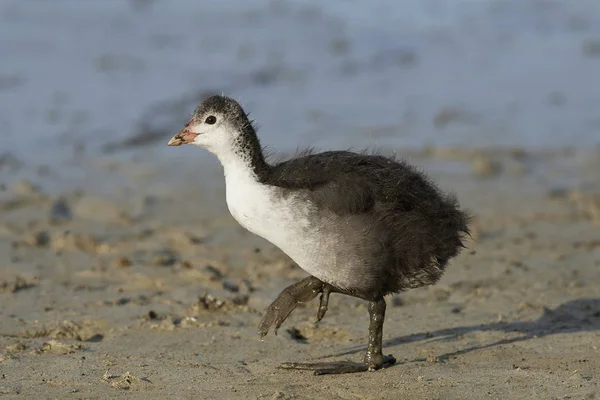 Juvenil Eurasiático Coot Caminar Arena Barro — Foto de Stock