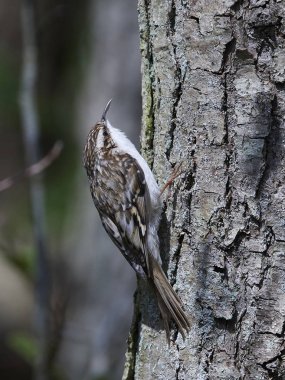 Doğal habitatları Danimarka yılında Avrasya Tırmaşık kuşugiller