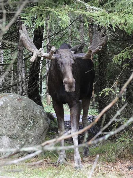 Elk Eurasiano Seu Habitat Natural Suécia — Fotografia de Stock