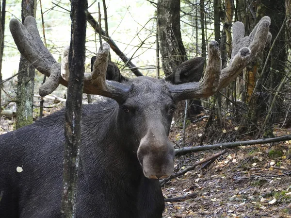 Euraziatische Elk Zijn Natuurlijke Habitat Zweden — Stockfoto