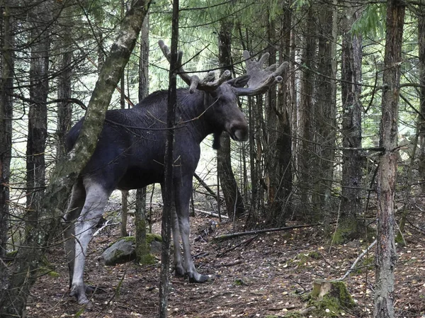 Elk Eurasiano Seu Habitat Natural Suécia — Fotografia de Stock
