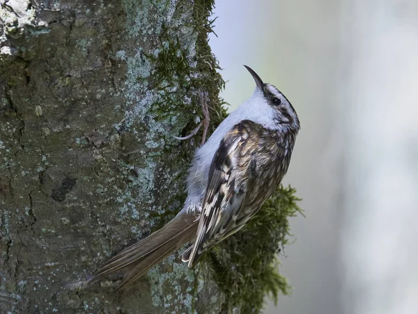 Treecreeper Eurasien Dans Son Habitat Naturel Danemark — Photo