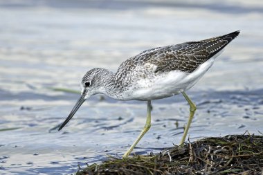 Binturongun doğal yaşam ortamı içinde ortak greenshank