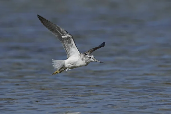 Common Greenshank Its Natural Habitat — Stock Photo, Image