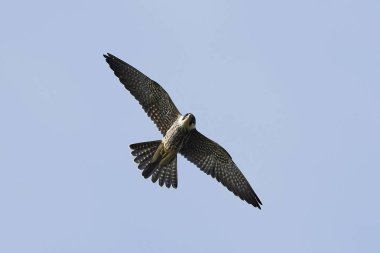 Doğal habitatları Danimarka uçuşta Avrasya hobi