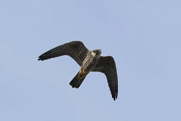 Boomvalk Tijdens Vlucht Zijn Natuurlijke Habitat Denemarken — Stockfoto