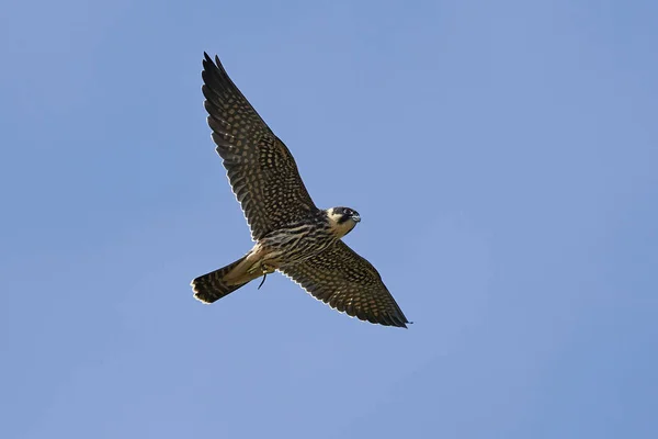 Boomvalk Tijdens Vlucht Zijn Natuurlijke Habitat Denemarken — Stockfoto