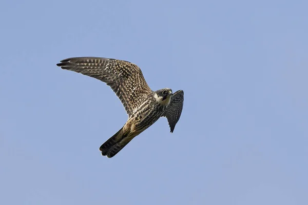 Eurasisches Hobby Flug Seinem Natürlichen Lebensraum Dänemark — Stockfoto