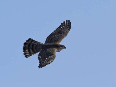 Binturongun doğal yaşam ortamı içinde uçuş bayağı atmaca
