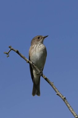 Doğal habitatları Danimarka Benekli sinekkapan