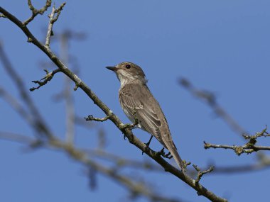 Doğal habitatları Danimarka Benekli sinekkapan