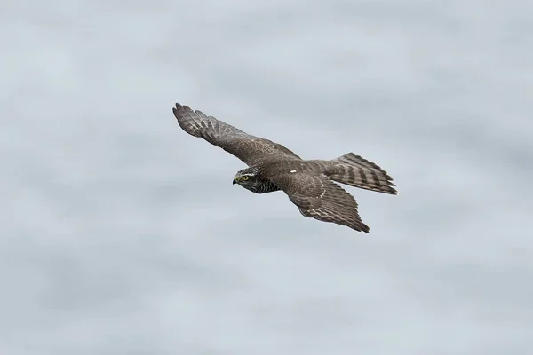 Gavilán Euroasiático Vuelo Hábitat Natural — Foto de Stock