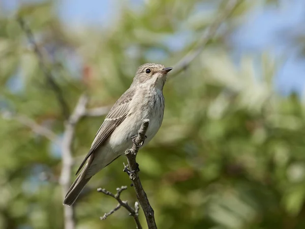 Gefleckter Fliegenfänger Seinem Natürlichen Lebensraum Dänemark — Stockfoto