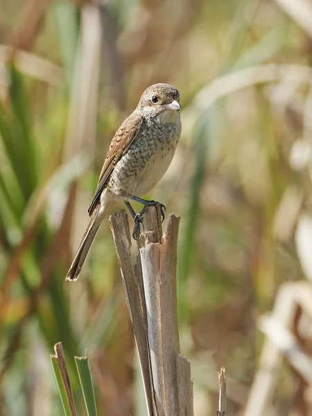 Juvenil Törnskata Sitt Naturliga Habitat Danmark — Stockfoto