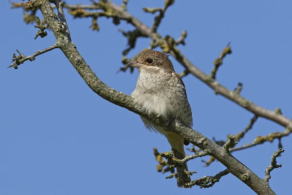 Pie Grièche Juvénile Dos Rouge Dans Son Habitat Naturel Danemark — Photo