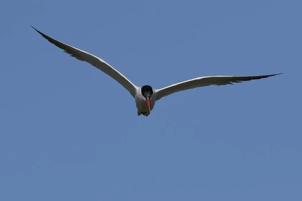 Tern Cáspio Seu Habitat Natural Dinamarca — Fotografia de Stock