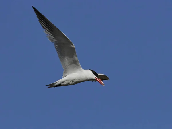 Tern Cáspio Seu Habitat Natural Dinamarca — Fotografia de Stock