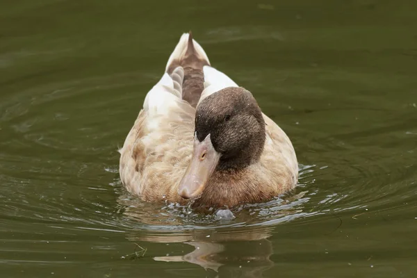 Zeldzame Zweedse Gele Eend Zwemmen Water — Stockfoto