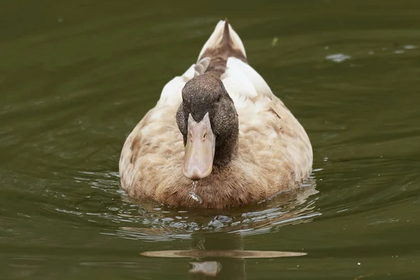 Rara Anatra Gialla Svedese Nuotare Acqua — Foto Stock